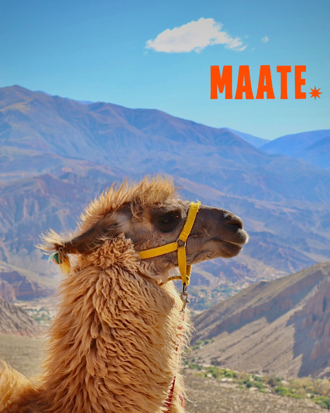 Mate culture